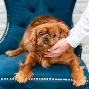 Cavalier King Charles Spaniel Dogs Available for Adoption - Pearl | PetCurious