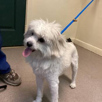 Mickey -  Maltese Dog for Adoption in Pasadena, California - Mickey | PetCurious