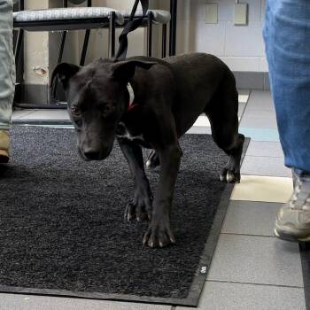 Roxie -  Mixed Breed Dog for Adoption in Walker, Michigan - Roxie | PetCurious