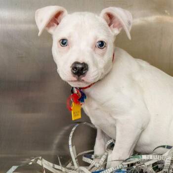 IKER -  Pit Bull Terrier and Mixed Breed Dog for Adoption in St. Louis, Missouri - IKER | PetCurious