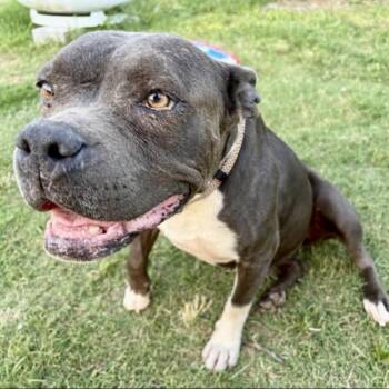 Pit Bull Terrier Dogs Available for Adoption in Pelham, New Hampshire - Hope | PetCurious