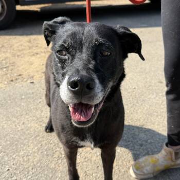 Jessica -  Labrador Retriever Dog for Adoption in Columbia, South Carolina - Jessica | PetCurious