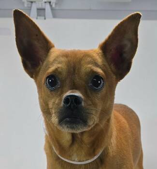 Kale -  Puggle Dog for Adoption in Newport, Tennessee - Kale | PetCurious