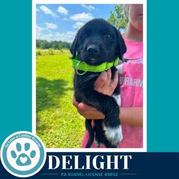Delight (Mood Boosters) 071826 -  Great Pyrenees and Terrier Dog for Adoption in Kimberton, Pennsylvania - Delight (Mood Boosters) 071826 | PetCurious