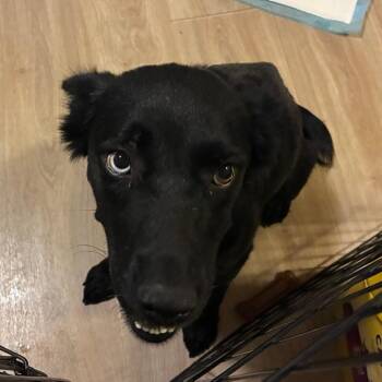 Gretta -  Shepherd and Mixed Breed Dog for Adoption - Gretta | PetCurious