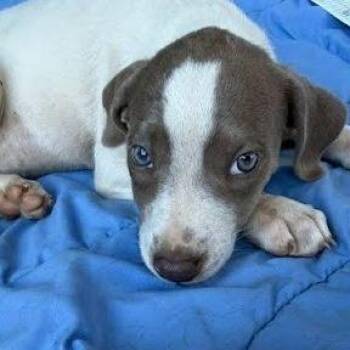 Brienne -  Labrador Retriever and Mixed Breed Dog for Adoption - Brienne | PetCurious