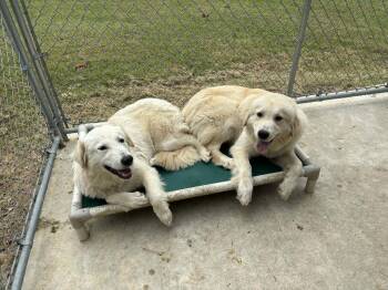 Great Pyrenees Dogs Available for Adoption in Newport, New Hampshire - Carly | PetCurious