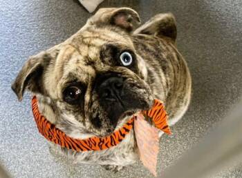 Pug and French Bulldog Dogs Available for Adoption in Tustin, California - JAZZY | PetCurious