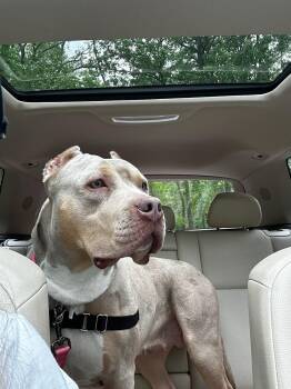 Rescue American Bully Dogs for Adoption in Jackson Township, New Jersey - Athena #1 | PetCurious