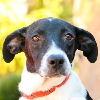 Carhartt -  Feist and Mixed Breed Dog for Adoption in Hattiesburg, Mississippi - Carhartt | PetCurious