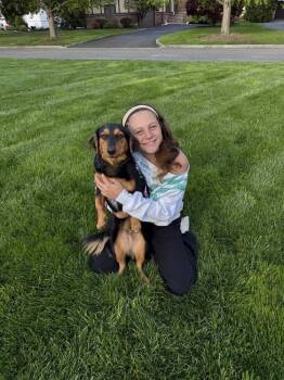 Basset Hound and Dachshund Dogs Available for Adoption in Brewster, New York - Roscoe | PetCurious