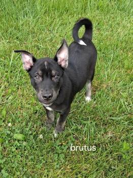 Pit Bull Terrier and Husky Dogs Available for Adoption in Urbana, Ohio - Brutus | PetCurious