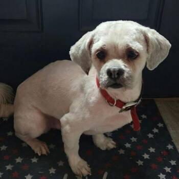 Lhasa Apso and Mixed Breed Dogs Available for Adoption in Olathe, Kansas - Danny | PetCurious