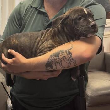 Bridgette -  Pit Bull Terrier Dog for Adoption in St. Louis, Missouri - Bridgette | PetCurious