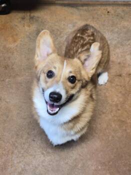 Portur -  Corgi Dog for Adoption in Bolivar, Missouri - Portur | PetCurious