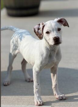 Hensley -  Boxer and Hound Dog for Adoption in Pensacola, Florida - Hensley | PetCurious