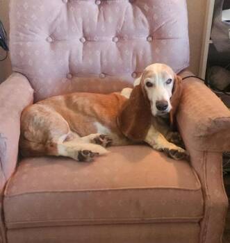Hazel -  Basset Hound Dog for Adoption in Grapevine, Texas - Hazel | PetCurious