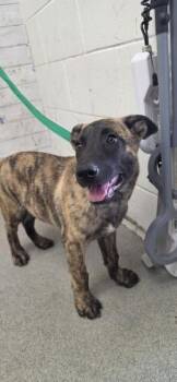 LUCAS -  Belgian Shepherd Malinois Dog for Adoption in San Bernardino, California - LUCAS | PetCurious