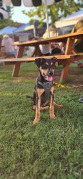 Rescue Doberman Pinscher and German Shepherd Dog Dogs for Adoption in Pflugerville, Texas - Blackjack | PetCurious