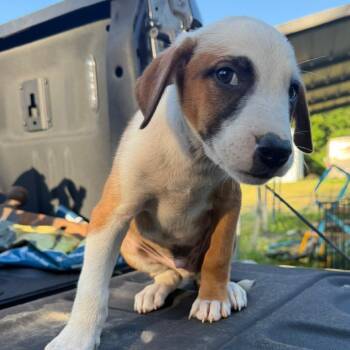 Pedro -  Australian Cattle Dog Blue Heeler and Mixed Breed Dog for Adoption in Pittsburg, Kansas - Pedro | PetCurious