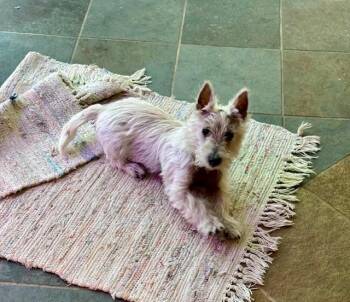 West Highland White Terrier Westie Dogs Available for Adoption - MacTavish | PetCurious