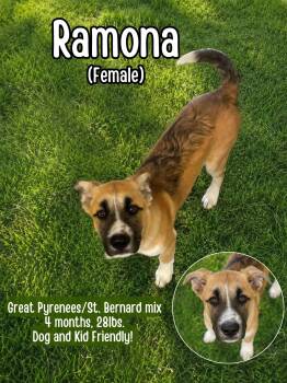 Ramona -  Great Pyrenees and Saint Bernard Dog for Adoption in Lancaster, Kentucky - Ramona | PetCurious