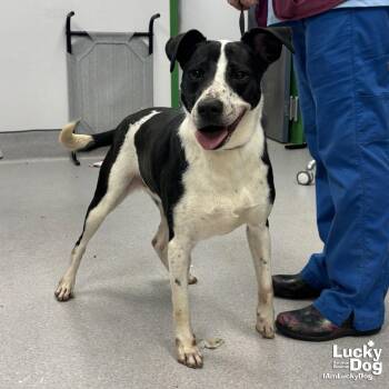 Pointer and Terrier Dogs Available for Adoption - Cressida Cowper | PetCurious