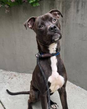 Rottweiler and Pit Bull Terrier Dogs Available for Adoption in Hoffman Estates, Illinois - Remus | PetCurious