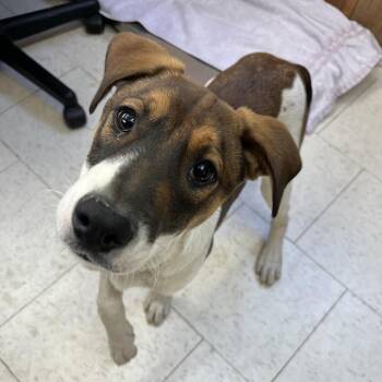 Squanchy -  Mixed Breed Dog Available for Adoption in Enfield, New Hampshire - Squanchy | PetCurious