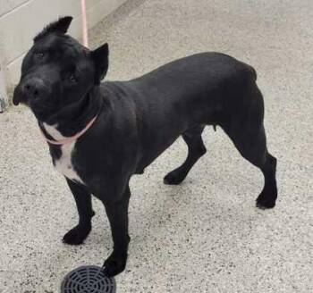 Wakanda -  Pit Bull Terrier and Mixed Breed Dog for Adoption in Kansas City, Missouri - Wakanda | PetCurious
