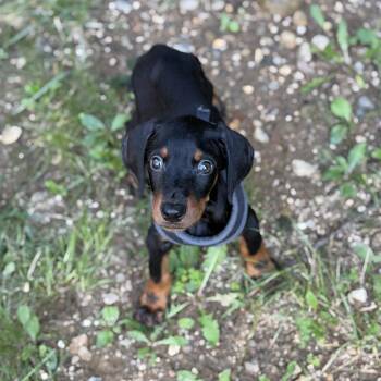 Apollo -  Doberman Pinscher Dog for Adoption in Simsbury, Connecticut - Apollo | PetCurious