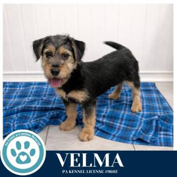Terrier Dogs Available for Adoption - Velma 031426 | PetCurious