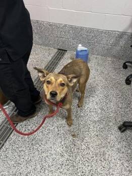 Dusty -  Mixed Breed Dog for Adoption in West Chester, Pennsylvania - Dusty | PetCurious