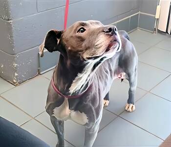 Rescue Mixed Breed Dogs for Adoption in Nashville, Tennessee - Ponyo | PetCurious