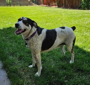 Jasmine -  Cattle Dog and Mixed Breed Dog for Adoption in Thornton, Colorado - Jasmine | PetCurious