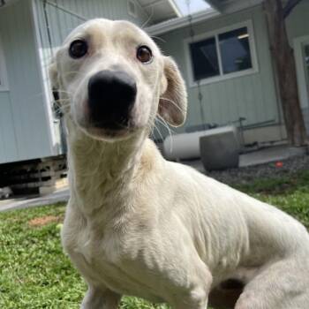 Rowdy -  Mixed Breed Dog for Adoption in Keaau, Hawaii - Rowdy | PetCurious