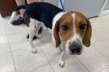 Thomas -  Beagle and Mixed Breed Dog for Adoption in Fall River, Massachusetts - Thomas | PetCurious