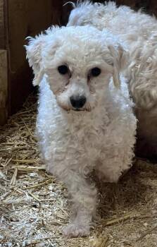 Bichon Frise Dogs Available for Adoption in Woodstock, Ontario - Sugar | PetCurious