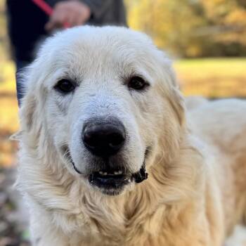 Rescue Great Pyrenees Dogs for Adoption in Locust Fork, Alabama - Thomas | PetCurious