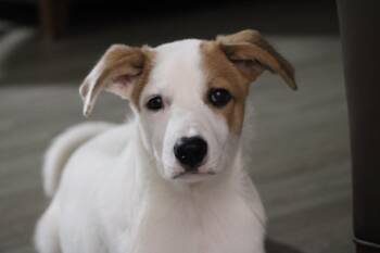 Droopy -  Labrador Retriever Dog for Adoption in Corsicana, Texas - Droopy | PetCurious