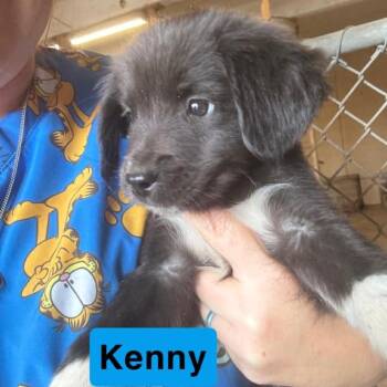 Kenny -  Australian Shepherd and Mixed Breed Dog Available for Adoption in Hondo, Texas - Kenny | PetCurious
