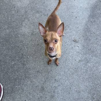 Woods -  Chihuahua and Miniature Pinscher Dog for Adoption in Warwick, Rhode Island - Woods | PetCurious