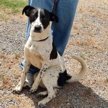 Willadeene -  Great Pyrenees and Labrador Retriever Dog for Adoption in New York, New York - Willadeene | PetCurious