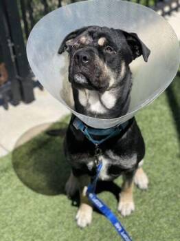 Caboose -  Mixed Breed Dog for Adoption in Kansas City, Missouri - Caboose | PetCurious