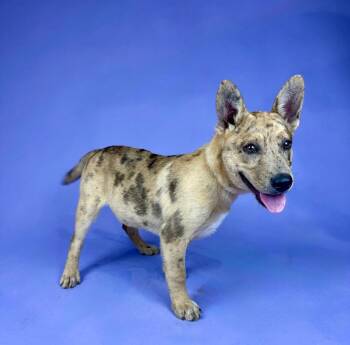 Catahoula Leopard Dog and German Shepherd Dog Dogs Available for Adoption in Alvin, Texas - Banksy | PetCurious