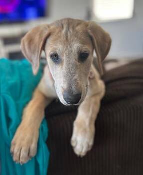 Hound and Mixed Breed Dogs Available for Adoption - 3529b Rome | PetCurious