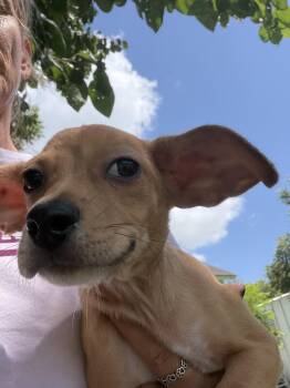 Speedy -  Chiweenie Dog for Adoption in Louise, Texas - Speedy | PetCurious