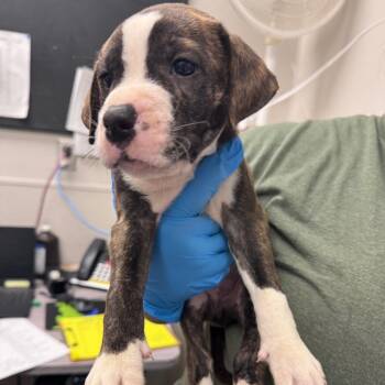 Rocket -  Mixed Breed Dog for Adoption in Columbiana, Alabama - Rocket | PetCurious