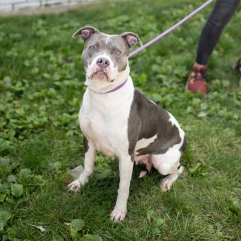 Rescue Pit Bull Terrier Dogs for Adoption in Newark, New Jersey - Seven | PetCurious