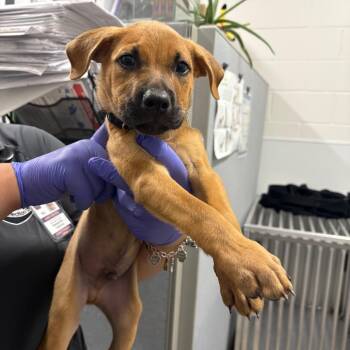 Olive (DK GRN) -  Labrador Retriever and Mixed Breed Dog for Adoption in League City, Texas - Olive (DK GRN) | PetCurious